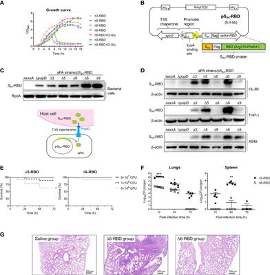 Delivery of spike-RBD by bacterial type three secretion system for SARS-CoV-2 vaccine development